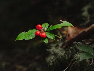 Fototapeta premium Green leaf plant with red berries