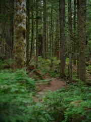 Obraz premium Green forest trail in the PNW