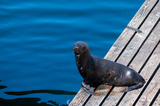 a seal sits on a boardwalk in Cape Town, South Africa