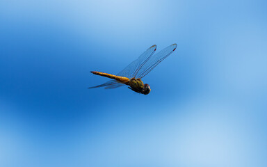 A dragonfly hovering in the blue sky.
