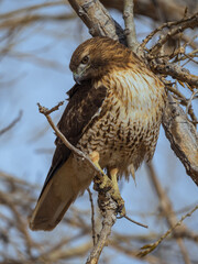 red-tailed hawk