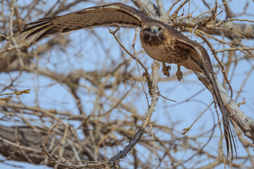 red-tailed hawk in flight