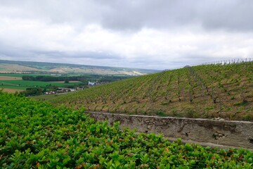 Fototapeta na wymiar Beautiful vineyard in the French countryside