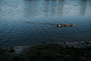 Ducks in the bay swimming