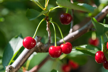 Closeup of cherries on cherry tree.