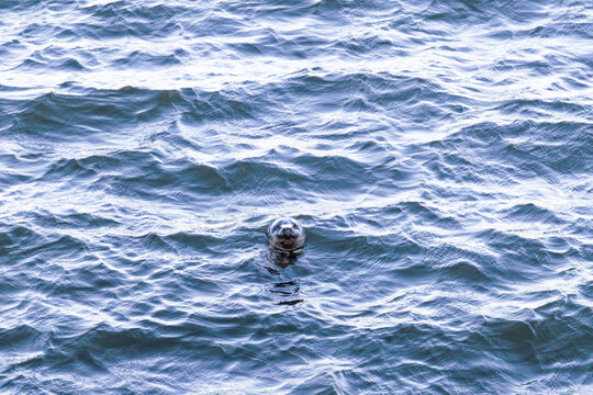 A scenic close up of a beautiful chicky young seal poping up his head from the water