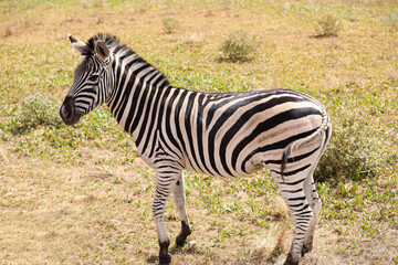 Fototapeta na wymiar Beautiful zebra in wildlife sanctuary