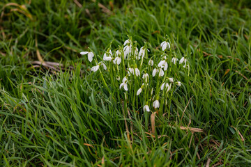 Weiße Lichtmess-Glöckchen bringen Abwechslung in eine grüne winterliche Wiese