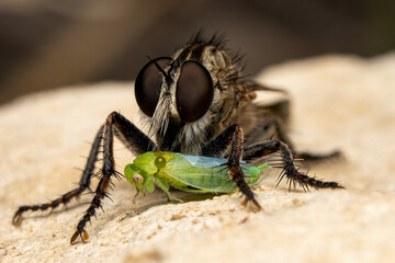 macro of a fly