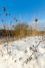 winter season with snowdrifts after snowfall