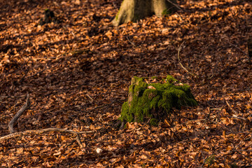 Ein markanter Baumstamm mit Moos und vielen braunen Blättern am Waldboden