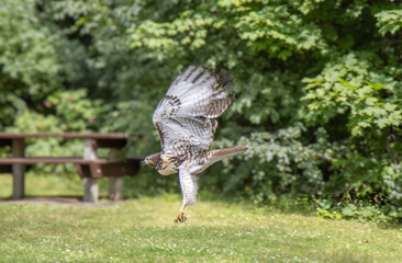 Spread-winged red tailed hawk landing on a picnic table in an urban park, daytime, nobody