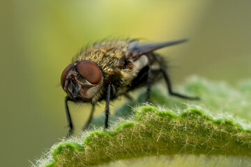 fly on leaf