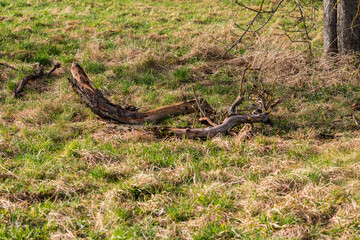 Abgebrochene Äste und Zweige in einer Wiese nach einem starken Sturm im Winter in Deutschland