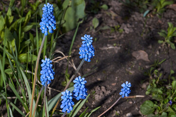 Muscari bloom on the lawn in the garden. Muscari (lat. Muscari) is a genus of bulbous plants in the...