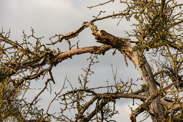 Abgebrochene Äste an einem alten Obstbaum als Sturmschaden nach einem starken Sturm