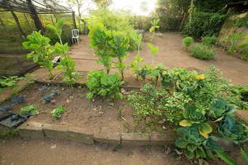 Horta com muitas verduras em sitio. 