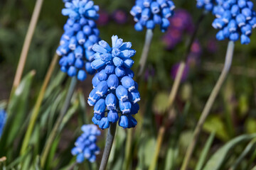 Muscari bloom on the lawn in the garden. Muscari (lat. Muscari) is a genus of bulbous plants in the...