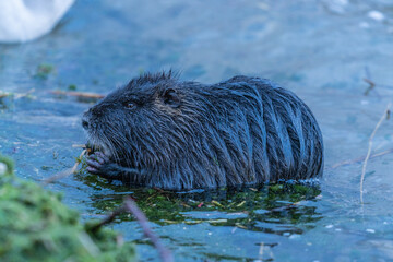 Nutria, auch Biberratte, Wasserratte oder Sumpfbiber genannt, leben in der Nähe von Wasser in selbst gegrabenen Erdhöhlen. Der aus Südamerika stammende, in Gruppen lebende Säuger ist eine invasive Art