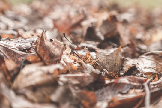 suche jesienne liście w parku jako tło do projektu