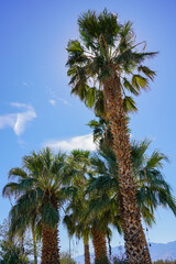 Fototapeta premium Palm Trees