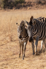Fototapeta na wymiar Zebra Foal, Pilanesberg National Park