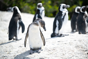 Die Welt der Pinguine