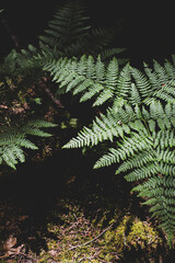 Ferns in Rain Forest