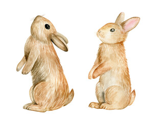 Watercolor rabbits illustration isolated on white background.
