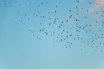 A blue cloudy sky with a group of birds flying