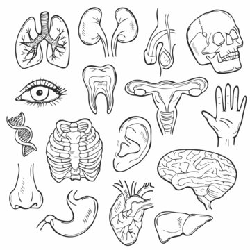 Doodle Human Body icon set. Organs Vector sketch illustration collection. Anatomy Banner Hand drawn Line art style.