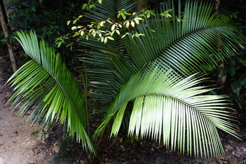 Decorative palm tree leaves in the Amazon rainforest, Brazil.