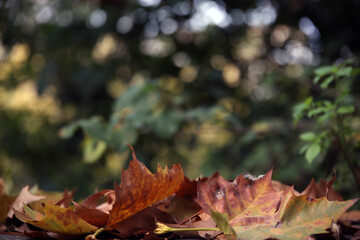 Close-up of autumnal orange maple dry leaves against green vegetation with bokeh effect, Rome, Italy