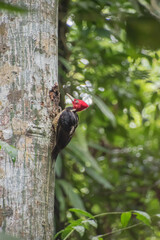 Lineated woodpecker is a large bird. Taken in Costa Rica.