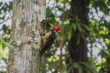 Lineated woodpecker is a large bird. Taken in Costa Rica.