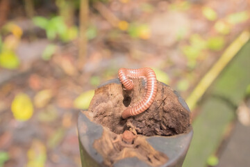 Colorful fauna and biodiversity in Costa Rica.