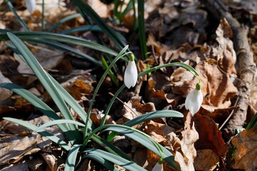 Schneeglöckchen im Laubwald