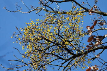 Eichenmistel, Loranthus europaeus