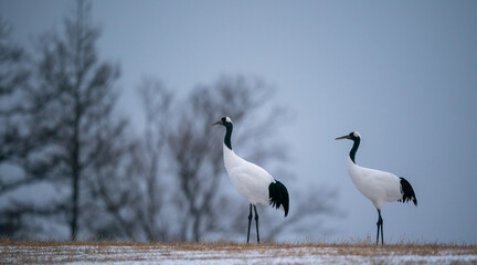 Selective shot of red-crowned cranes on a winter snow field in Kushiro, Hokkaido