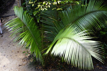 Decorative palm tree leaves in the Amazon rainforest, Brazil.