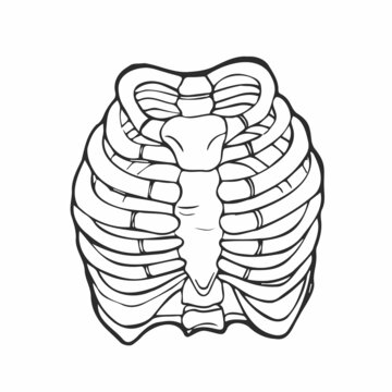 Doodle Illustration of human rib cage. Line art style. Boho vector realistic