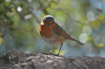 red robin bird pose