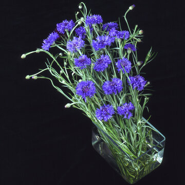 Kornblumen in Wasserschale