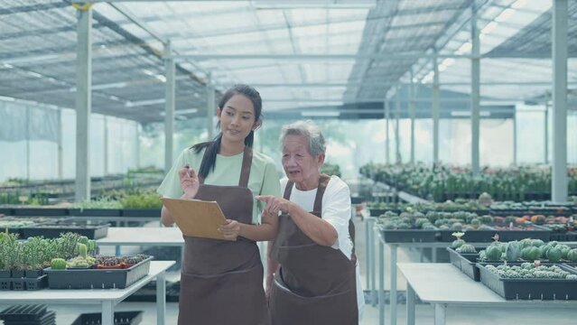 Business concept of 4k Resolution. Asian old woman checking cactus in store. family collaboration. Grandmother and granddaughter are working in the garden.