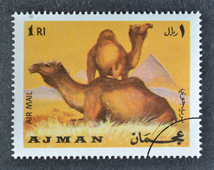 Cancelled postage stamp printed by Ajman, that shows Camels, circa 1969.