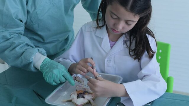 Education concept of 4k Resolution. Researchers are dissecting frogs in a lab. teaching students. physical examination.