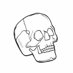 Anatomically human skull. Hand drawn line art vector illustration.