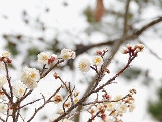 Plum Blossom in the Early Spring