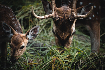 Closeup of deer in the jungle