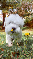 a small white dog sniffs yellow flowers